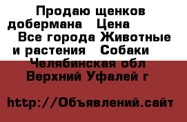 Продаю щенков добермана › Цена ­ 45 000 - Все города Животные и растения » Собаки   . Челябинская обл.,Верхний Уфалей г.